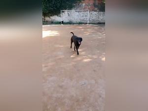 Encuentra mujeres listas para correrse con un perro: secretos brasilenos