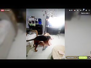 Extreme sex videos with animals
