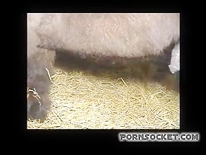 Exciting Bestiality: A Forbidden Encounter