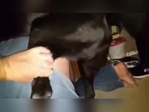 Grosses Sexuelles, Pas de Tenderesses:  L'Animal domine dans ce Clip Érotique Brut
