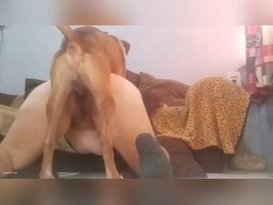 Fouetté par la chair brute :  Une fille sous le joug d'un chien démoniaque