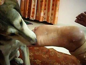 Asian slut sucks her bulldog dog's feet