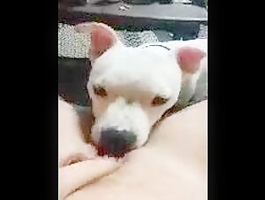 Extreme dog sex video
