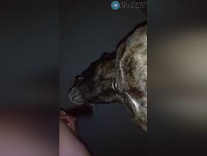 Hardcore-Erkundung der ungesunden Bindung zwischen Frau und Hund