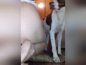 Asian Whore satisfied by powerful dogs and Lust