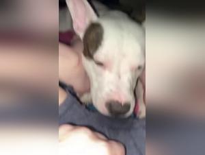 Hunting for primitive pleasures: Bestial kisses and animal enjoyment