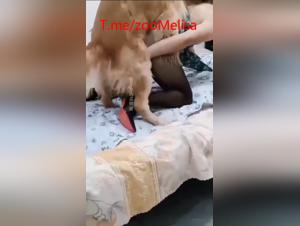 Canine Domination: Incestuous and Extreme Visions