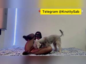 US Canine Pleasure Spotlight
