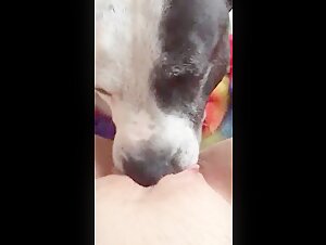 Bestiality Sex Video: A Unique Experience