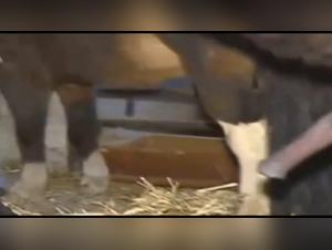 Animal depravity: Deep plowing and gushing sperm on the abused bitch