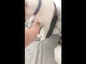 Bestiality Sex Video - Man and female dog