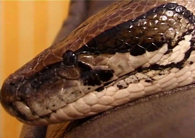 Sperm salad and fresh meat - Brunette with python