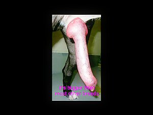 Bestiality sex video with Pietra Luccas and Charlie