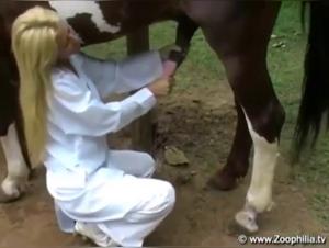 Intimate Moments with Horses in the Zoo