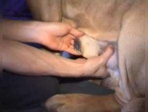 The Frontier of Desire: Discover Zoophilia without Restraint