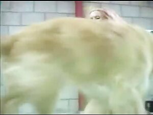 Bestiality Sex Video: Blonde and Dog - Forbidden and Exciting