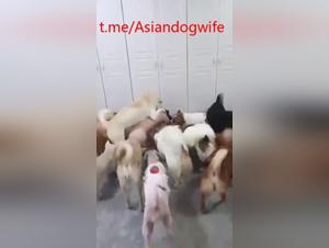Streyx -Liebhaber: Sex -Explosionen mit asiatischen Hunden