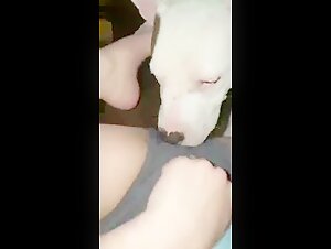 Dog sex : une femme soumise et son chien dans une vidéo extrême