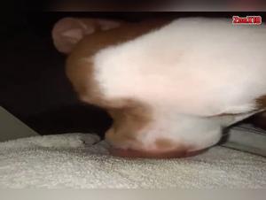 The bestial impulse: when the slut abandons herself to the dog