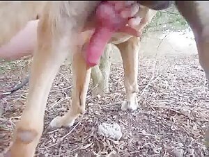 Watch this woman in a hard sex scene with a dog