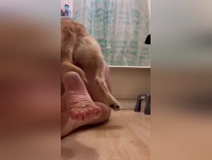 Submissive body, animal desire: fetishist orgy in the toilet