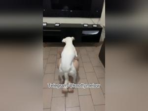 Sperm Trail: Dog Violently Fucks Milly