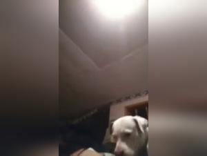 Free yourself from addiction: Women & Dog - Intensive Knots