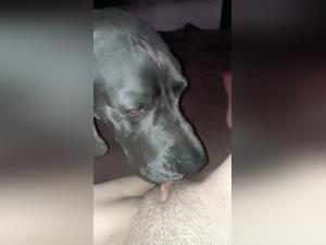 Canine Seduction: An Obsession Revealed