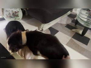 Chien fougueux : Giclées animales et sperme fouetté dans le cul