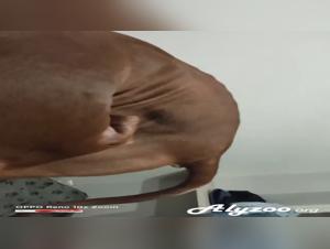 Art of zoophilia: it submits to the insatiable animal desire