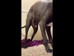 Explore bestial desire: Erotic violence with horse and girl