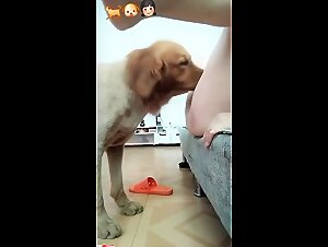 Zoofilia porno francesa, guarras y gatos porno