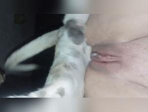 Animal satisfaction: explore the prohibited desire