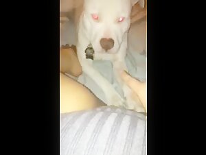 Dog Sex Video: A Submissive and Her Pet