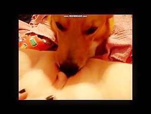 Bestiality sex video: chubby woman and dog