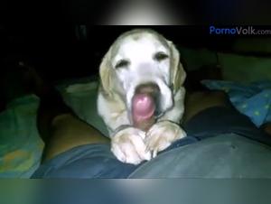 Wilde Betrugereien: Frauen bieten ihre Korper der Hundedominanz an