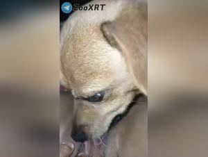 Lick Hardcore, canine submission and wild pleasure