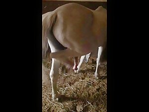Admire these Horses with Impressive Sex in Explicit Scenes