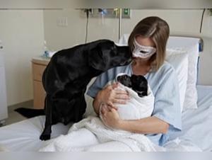 Feline Submission: Salacious Kisses and Animal Domination