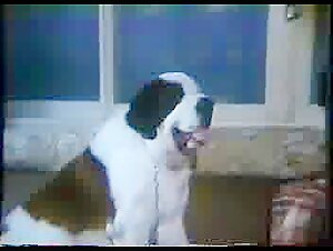 Des Scènes de Sexe Hard avec des Chiens dans ce Film de 1986