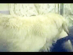 Bestiality sex moments with a blonde and her dog