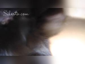 VS- Dog Fucks Girl Party 1: Where Instinct Reigns Supreme