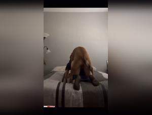 Doggy extreme style, amateur subjected to the bestial drive