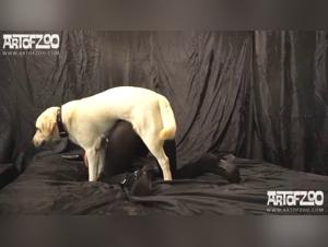 Tamed female dogs, exacerbated desires: A shared orgasm