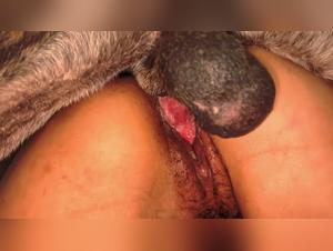 Verbotener Atem, dominanter Hund, entfesselte jugendliche Madchen