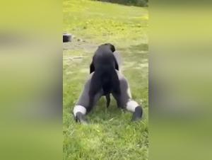 Sluts and wild dogs: extreme pleasure
