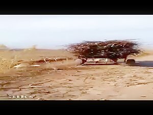 Bestiality Video: Woman and Horse