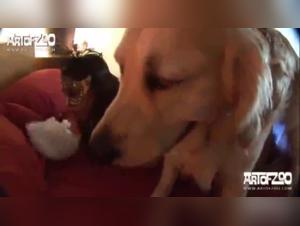 A Sensual Meeting: Gabby and Her Faithful Companion
