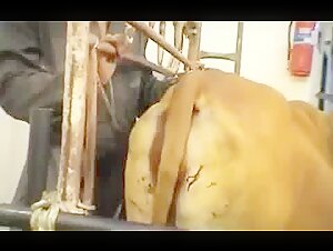 Les extases bestiales de la ferme