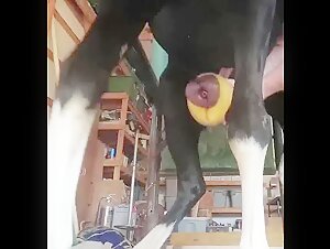 Bestiality sex with a horse